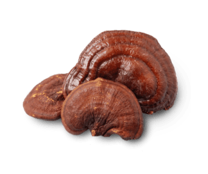 cogumelo reishi