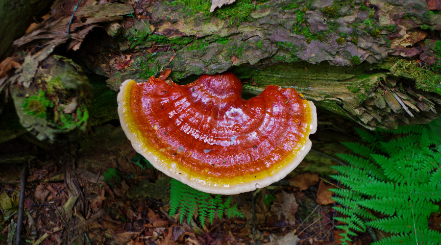 reishi-guide-3