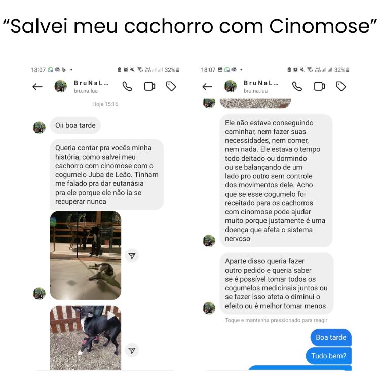 9 salvei meu cachorro com cinomose