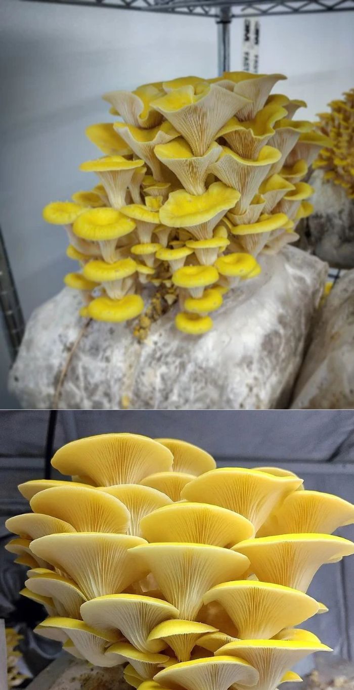 Shimeji Citrino/Pleurotus Citrino pileatus