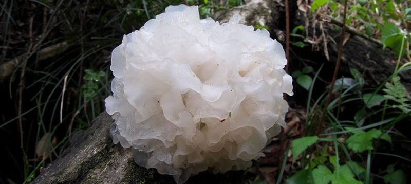 tremella grande na natureza