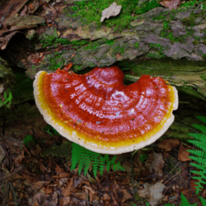 Reishi