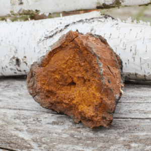 Chaga