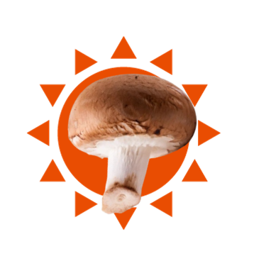 COGUMEO-DO-SOL-CONHECA.png